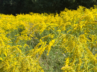 Field of Solidago canadensis with dense yellow flowers in bloom, invasive goldenrod species spreading in meadow near forest edge.