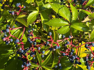 Parthenocissus quinquefolia vine with clusters of dark blue berries and red stems among green leaves, ornamental climbing plant in autumn.