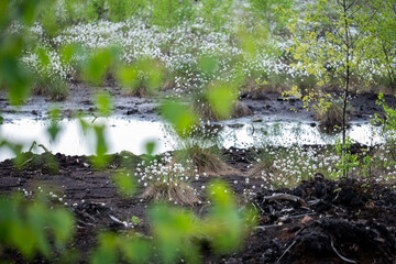 Peat bog landscape featuring delicate white flowers and lush green vegetation, showcasing the unique ecosystem and natural beauty of wetland environments