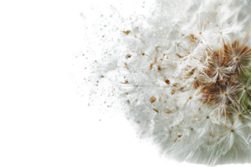 Close-up of a dandelion seed head