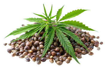 Hemp seeds with a small hemp plant