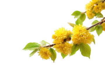 Close-up of vibrant yellow blossoms and leaves on a branch