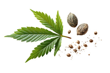 Vibrant cannabis leaf and seeds