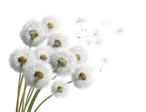 Cluster of dandelions with seeds dispersing
