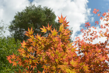 Acer palmatum, commonly known as the Japanese Maple outdoors on a cloudy day in late summer