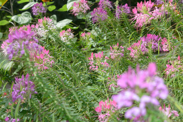 Fototapeta premium field of spider flowers commonly known as Cleome in a summer garden