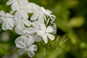Plumbaginaceae or leadwort flowers close-up