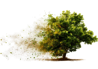 A tree transitioning from autumn to spring