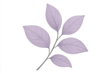 Elegant lavender leaves arranged on a branch, isolated on a transparent background, showcasing nature's beauty and simplicity