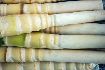  Bamboo Shoots (Bambusa vulgaris) at a Market near Banting, Sarawak, Borneo, Malaysia