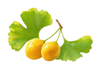 Ginkgo biloba leaves and fruit. Two bright yellow fruit are attached to a branch with several green leaves, exhibiting a pattern of light and dark green