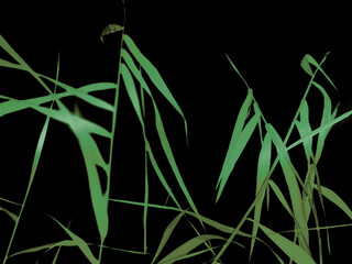 Reeds silhouetted against a black backdrop. Green tall grasses against a deep black background. They create a minimalist and artistic feel with contrasting shapes and textures. Minimalistic backdrop.