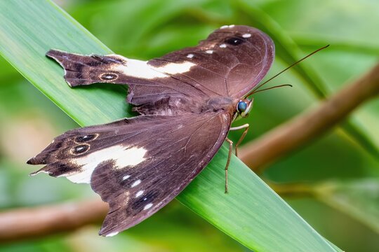 An Aging Malayan Owl Butterfly (Neorina lowii neophyta), Sarawak, Borneo, Malaysia
