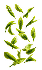 Fresh, vibrant green tea leaves, scattered in a vertical arrangement