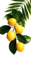 Lemons hanging from a branch