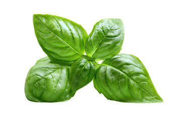 Close-up of fresh basil leaves.  Bright green, vibrant leaves arranged in a cluster.  Natural, healthy, and appetizing
