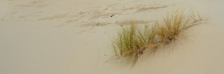 Thin grass growing on a sandy beach in summer