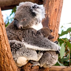 Obraz premium A koala mother and joey cuddled together in a tree