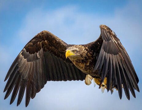 close-up of a flying eagle with wings wide open against a clear blue sky