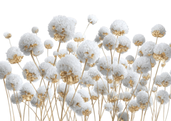 Fluffy white flower clusters on light beige stems