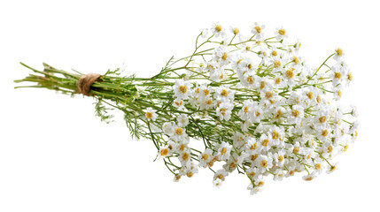 A bouquet of small white flowers