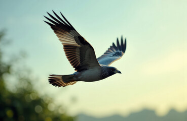 Fototapeta premium A bird in flight soaring through the sky with outstretched wings and a blurred natural background