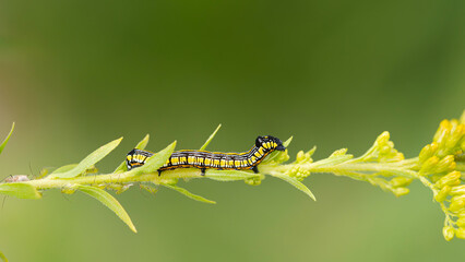 caterpillar on a leaf