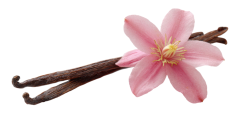 Two vanilla beans with a delicate pink flower