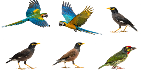 set of colorful birds