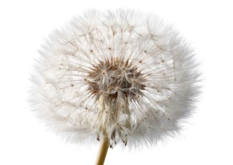 Close-up of a dandelion seed head.  White fluffy seeds