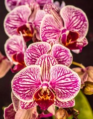 Close-up of vibrant orchids (1)