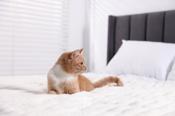 Pet hotel. Cute ginger cat on bed indoors