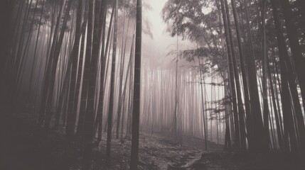 Naklejka premium A misty dense bamboo forest with tall uniform stalks, soft ground cover, and a winding trail through the underbrush,