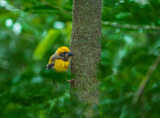 Hanging Basket-like Nest of Baya Weaver Bird