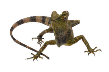 Close up portrait of a forest dragon lizard