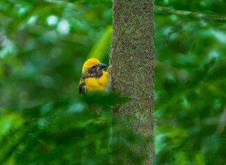Close-up of Baya Weaver Bird’s Yellow Plumage