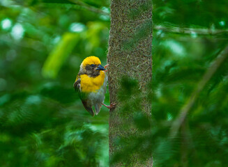 Breeding Season of Baya Weaver Birds
