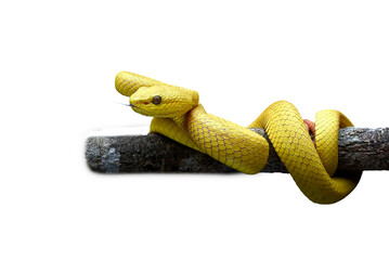 Yellow pit viper coiled around a tree branch