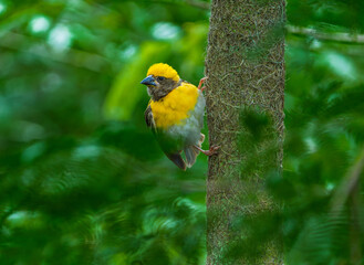 Baya Weaver Bird on Green Grass Stem