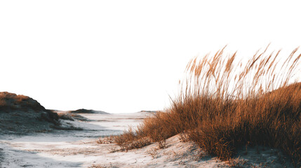 Golden grasses on sandy path
