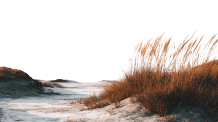 Golden grasses on sandy path