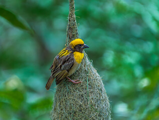 Baya Weaver Bird Feeding Young at Nest