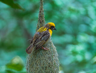 Flock of Baya Weavers on Tree Branches