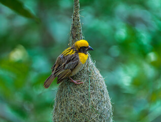 Baya Weaver Male Displaying Breeding Plumage