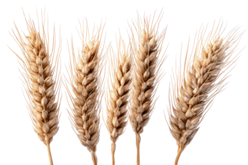 Close-up of several wheat stalks against a black background.  The stalks are a light tan/beige color,  showing detailed  seeds and  fine,  slightly splayed out  husks