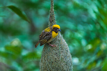 Baya Weaver Female Sitting Near Nest