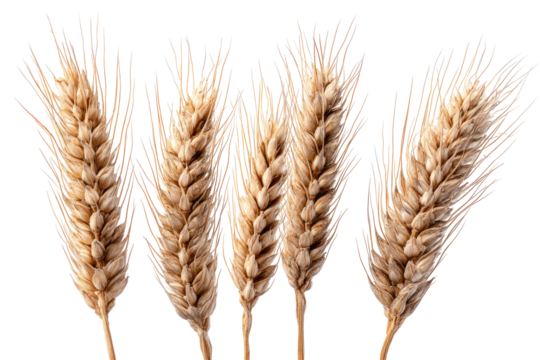 Close-up of several wheat stalks against a black background.  The stalks are a light tan/beige color,  showing detailed  seeds and  fine,  slightly splayed out  husks