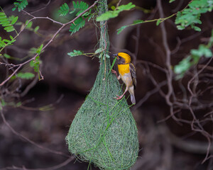 Close-up of Yellow Baya Weaver Bird