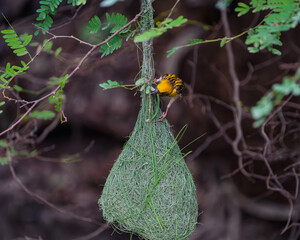 Male Baya Weaver Bird on Branch