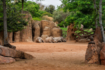 A group of three rhinoceroses lies peacefully on sandy ground near rock formations and trees in a zoo enclosure.